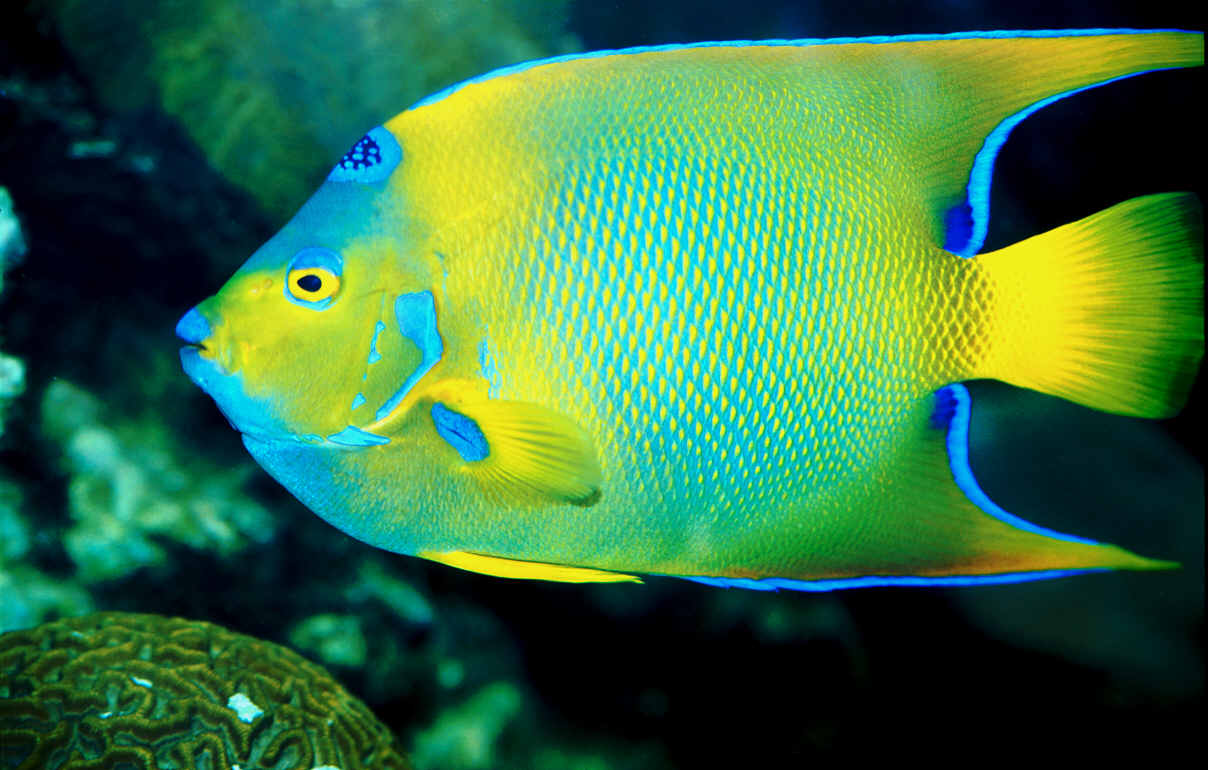 colorful sea fish