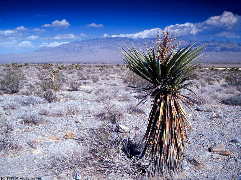 Images Of Death Valley. Death Valley Cactus Landscape