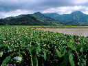 Hanalei Valley field, Kauai