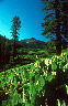 Lassen National Park