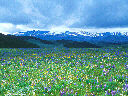 Wyoming wildflowers
