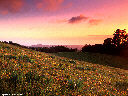 Russian Ridge wildflowers