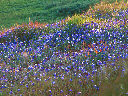 Russian Ridge wildflowers