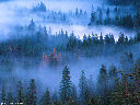 Misty Yosemite Valley